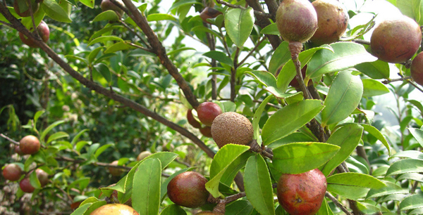 廣西百色打造百萬(wàn)畝生態(tài)山茶油樹(shù)林